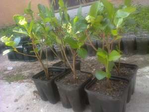 Plante ARONIA de 2 ani la ghiveci