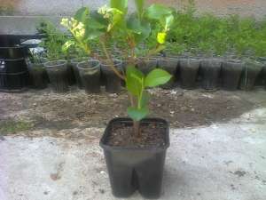 Plante ARONIA de 2 ani la ghiveci