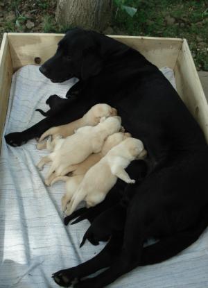 Vand catelusi Labrador Retrevier