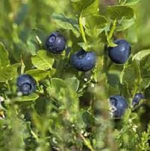 VAND CIUPERCI SI FRUCTE DE PADURE PE BAZA DE COMANDA