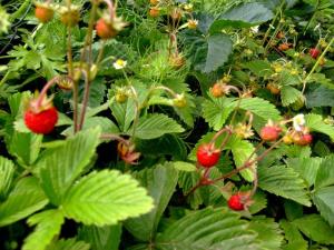 VAND CIUPERCI SI FRUCTE DE PADURE PE BAZA DE COMANDA