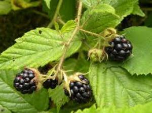VAND CIUPERCI SI FRUCTE DE PADURE PE BAZA DE COMANDA