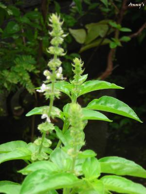 Vand seminte de busuioc organice/BIO sau hibride