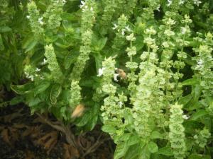 Vand seminte de busuioc organice/BIO sau hibride
