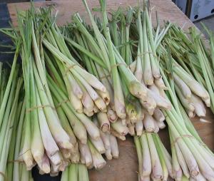Vand seminte de lemon grass