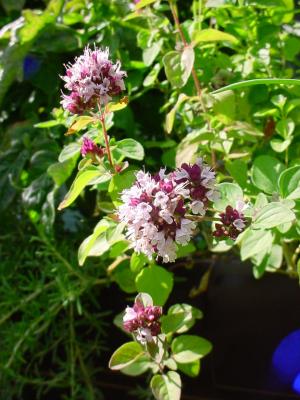 VAND SEMINTE DE OREGANO