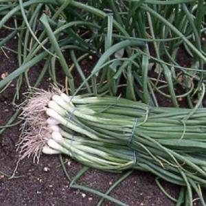 VAND SEMINTE DE CEAPA VERDE