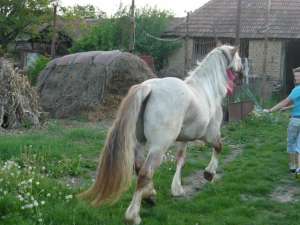 Vand cal (hărmăsar)