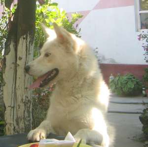 Vand husky siberian alb