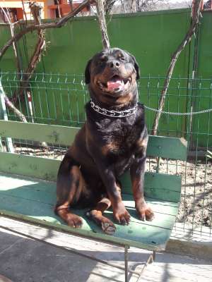 ofer rottweiler pentru monta