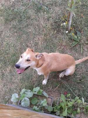 donez caine metis mama labrador  varsta 1 an jumatate