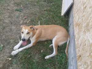 donez caine metis mama labrador  varsta 1 an jumatate
