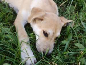 donez caine metis mama labrador  varsta 1 an jumatate
