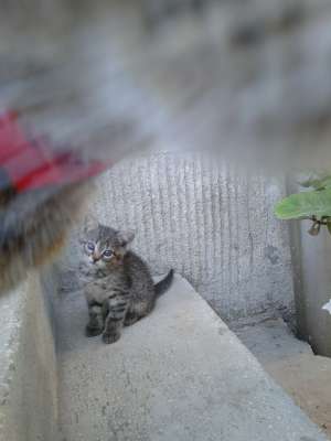 Ofer spre adoptie