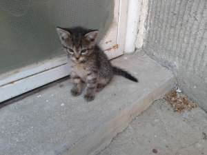 Ofer spre adoptie