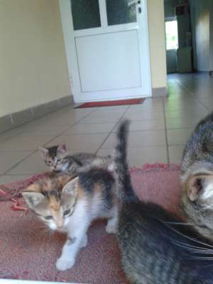 Ofer spre adoptie