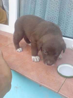 vand pui de pitbul corcit doar la 3 sapt