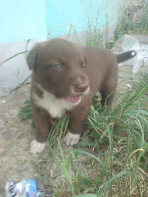 vand pui de pitbul corcit doar la 3 sapt