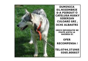 pierdut catelusa husky tg mures