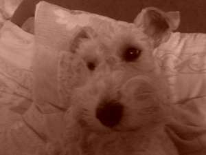 Urgent! Fetita foxterrier sarmos caut mascul pentru monta!