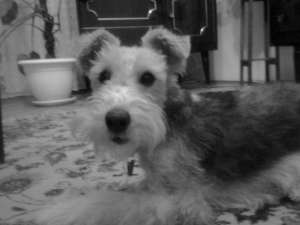 Urgent! Fetita foxterrier sarmos caut mascul pentru monta!