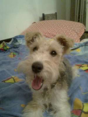 Urgent! Fetita foxterrier sarmos caut mascul pentru monta!