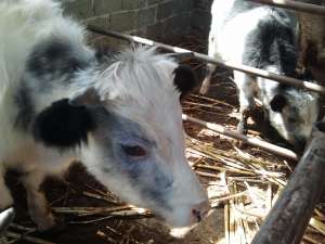 bovine rasa alb albastru belgian,  angus,  holstein