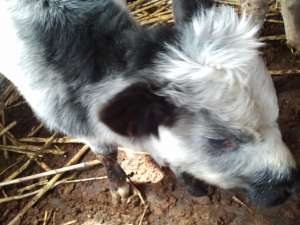 bovine rasa alb albastru belgian,  angus,  holstein