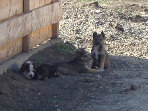 Catei pentru Adoptie