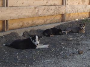 Catei pentru Adoptie