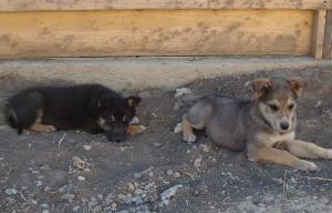 Catei pentru Adoptie