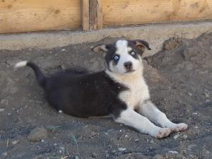 Catei pentru Adoptie