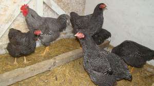 Vand gaini si cocosi gani de rasa brahma cochinchina plymouth