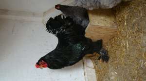 Vand gaini si cocosi gani de rasa brahma cochinchina plymouth