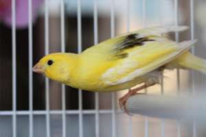 Vand canari de cantec Harz-Roller