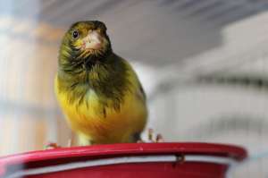 Vand canari de cantec Harz-Roller