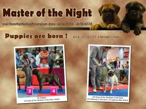 Pui bullmastiff din parinti campioni
