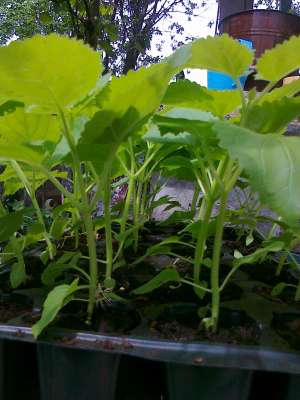 PUIETI PAULOWNIA