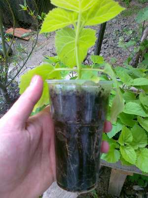 PUIETI PAULOWNIA