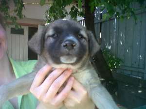 catelusi spre adoptie