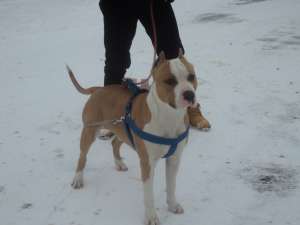 OFER mascul AMSTAFF pentru monta.
