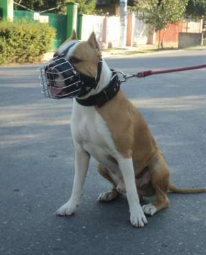 OFER mascul AMSTAFF pentru monta.