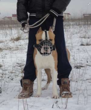 OFER mascul AMSTAFF pentru monta.