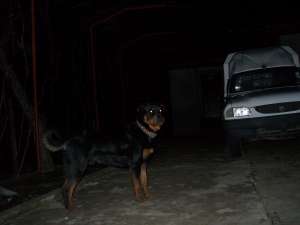 Monta Rottweiler