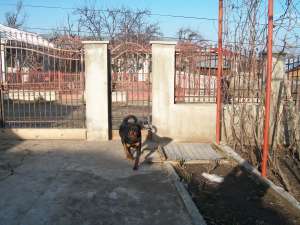 Monta rottweiler