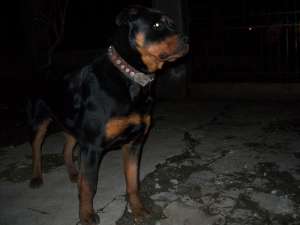 Monta rottweiler
