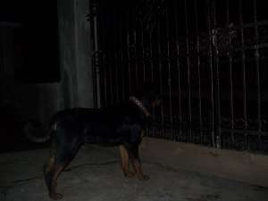 Monta rottweiler