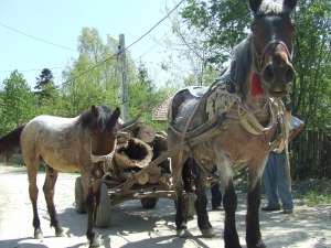 cal de tractiune
