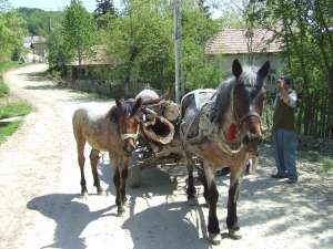 cal de tractiune