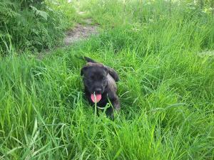pui cane corso